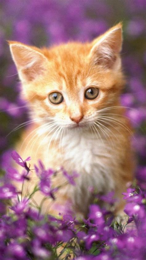 Cutest Cats My Garden Cute Cat Wallpaper Kittens Cutest Orange