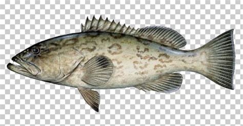 Black Grouper Mycteroperca Microlepis Florida Fishing PNG Clipart