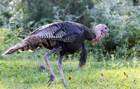 there are good reasons to be wild about turkeys