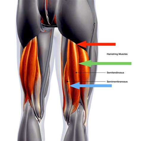 How Important Is Your Hamstring Sports Fitness The Vibes