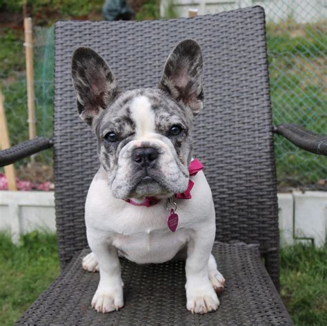 We do not recommend buying a french bulldog registered. French Bulldog Puppies For Sale | New Jersey 17, NJ #303870