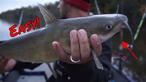 Absolute Most Simple Way To Catch Catfish Youtube