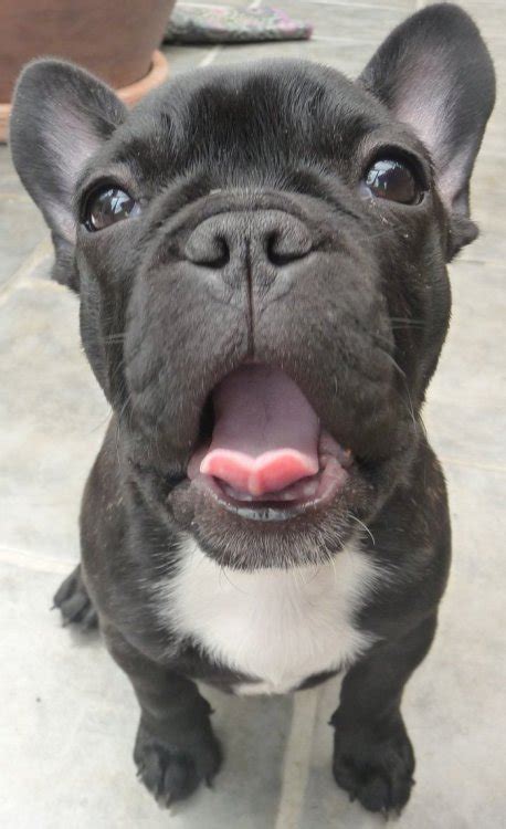 The french bulldog is a delightful little dog who shows little remnants of his gladiator ancestry. french bulldog puppy on Tumblr