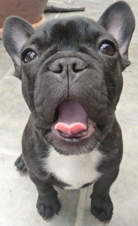 Printed on museum quality watercolor paper. french bulldog puppy on Tumblr