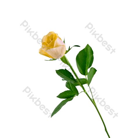 Yellow Rose Love Rose Color Png Images Psd Free Download Pikbest