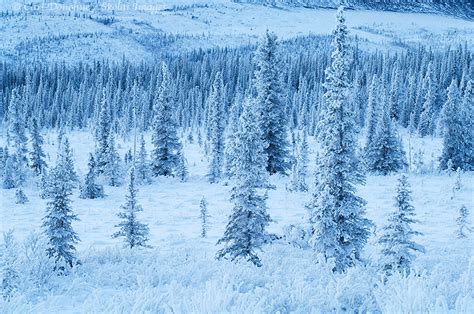 Winter Photos Boreal Forest Wrangell St Elias National Park And