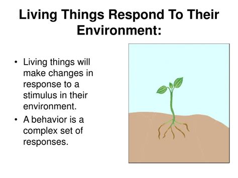 Which of the following characteristics of living things best explains why birds fly south for the winter? PPT - Characteristics of Living things PowerPoint Presentation - ID:422631