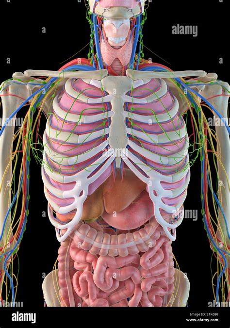 Rib Cage Anatomy With Organs Free Rib Cage Stock Vectors