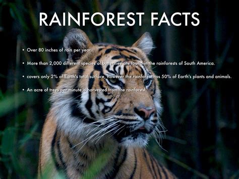 Tropical Rainforest Animals Facts