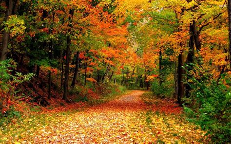 Autumn Lane Through The Forest Hd Wallpaper