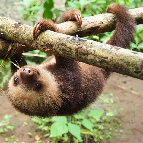 6 Places To See Sloths In The Wild Travelawaits Sloth Wildlife