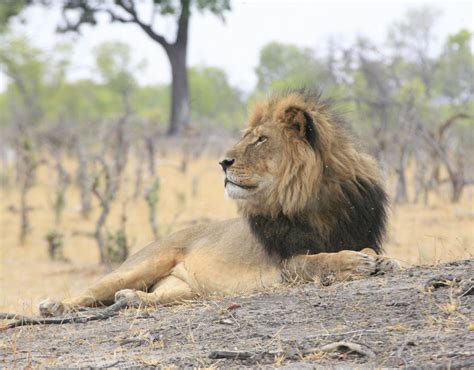 Cecil The Lion Relaxes At Hwange National Park In Zimbabwe Cecil The