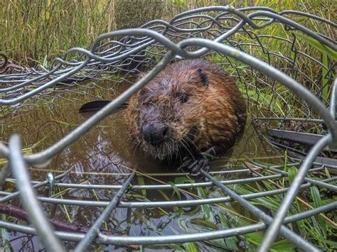 scientists are relocating nuisance beavers to help salmon — smithsonian magazine wildlife