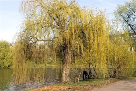 15 major types of willow trees and how to identify them american gardener
