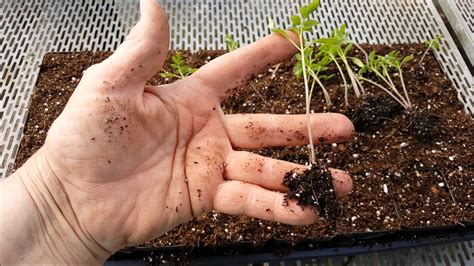 How To Successfully Deal With Leggy Tomato Seedlings Herbal Plant Power