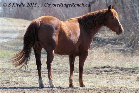 Real nice put together 2005 gelding CATS O LADY : : NCHA money earning daughter of High Brow ...