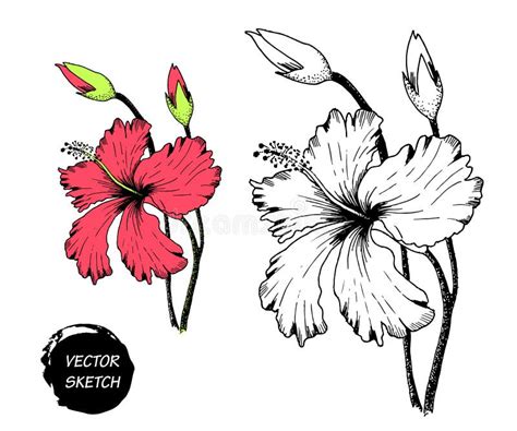 Tropische Blumen In Skizze A Vektor Abbildung Illustration Von Schmutz Element 69454777