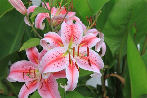 Lily 4k Ultra Hd Wallpaper Background Image 4752x3168