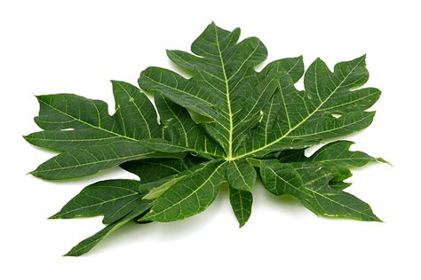 Papaya Leaf Inaexport