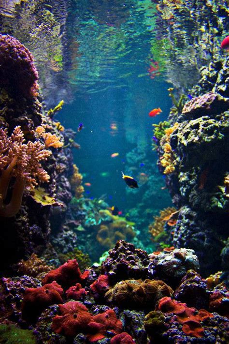 161 Best Colorful Coral Reefs Images On Pinterest Coral