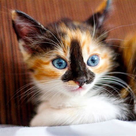 Baby Cat With Blue Eyes Calico Kittens Cutest Cats And Kittens Cute