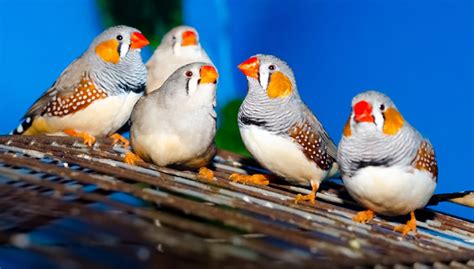 15 Interesting Facts About Finches That You Should Know About