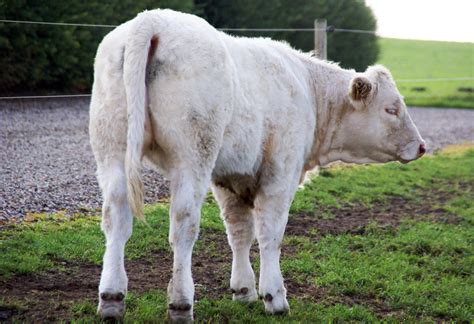 Asiantuntija vastaa: mitä tehdä kun karjasta löytyy sairausgeenin ...