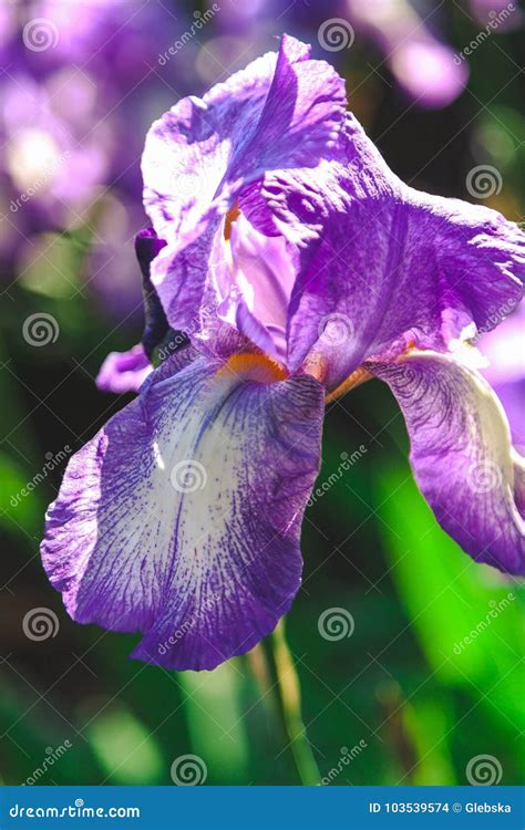 Beautiful Lilac Flower Iris Closeup Stock Photo Image Of Flowerbed