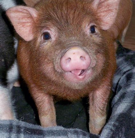 Thats A Cute Piggie Pet Pigs Baby Pigs Animals And Pets Baby