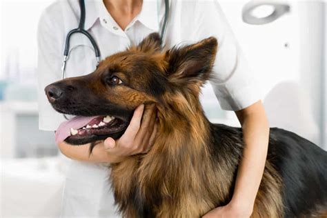 Why You Should Desex Your Male Dog Matraville Veterinary Practice