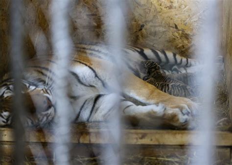 First Look At The New Bengal Tiger Cubs In Istanbul Middle East Monitor