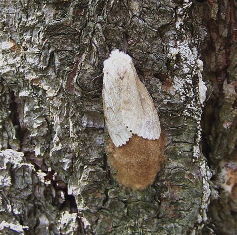 Outdoors Meet The New Invasive Moth — Same As The Old Invasive Moth