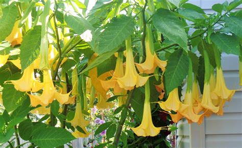 Angel Trumpet Flower Angel Trumpet Flowers Plants