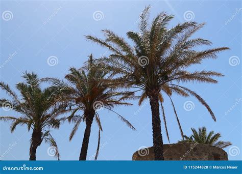 Palm Stock Photo Image Of Italy Trees Palm Sardinia 115244828