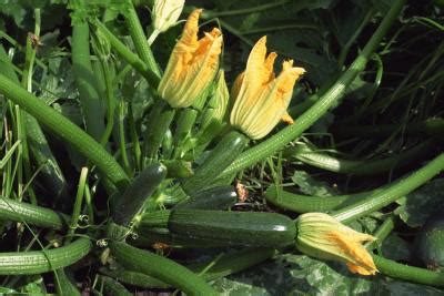 This means flowers of different plants will be able to be in cvlose proximity. Why Does Squash Shrivel on the Vine? | Home Guides | SF Gate