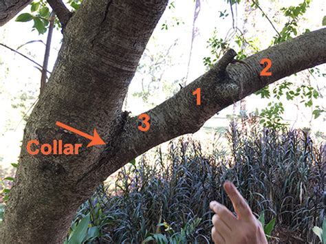 The best method to use depends on the type of dish. Pruning in Three Steps, a Pictorial - Gardening Solutions ...