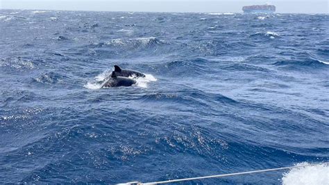 Killer Whales Ram Boat Off The Coast Of Morocco We Were Sitting Ducks