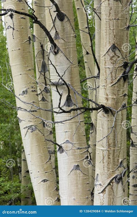 Aspen Tree Trunks Closeup Stock Photo Image Of Outdoors 128429084