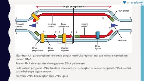 Struktur Dan Replikasi Dna Biologi Sbmptn Un Sma Replikasi Dna