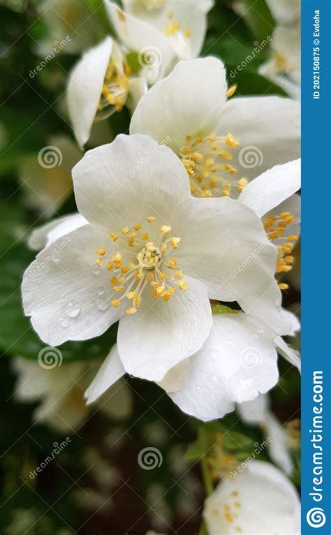 Flowering Jasmine Bushes In Summer Close Up Stock Image Image Of