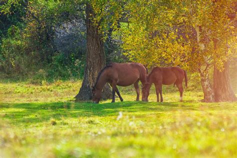Carpinus betulus) eine viel vorkommende heckenpflanze ist, ist ihr name doch etwas verwirrend. Säulen-Hainbuche schneiden » Wann, wie und wie oft?