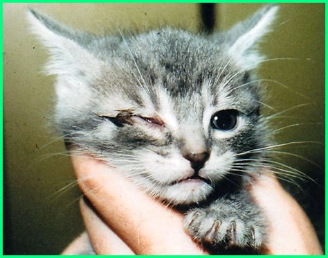 Ubat kucing sihat & gebu. Sakit Mata pada Kucing: Gejala, Penyebab, dan Cara ...