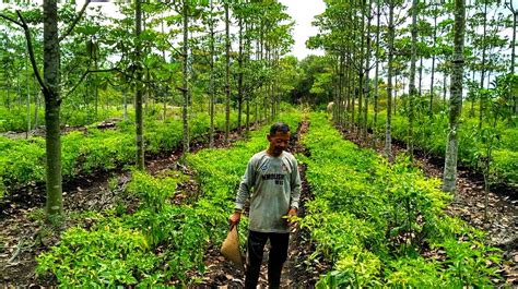Apakah Manfaat Dan Tujuan Dari Agroforestri Ilmu Pertanian Dictio