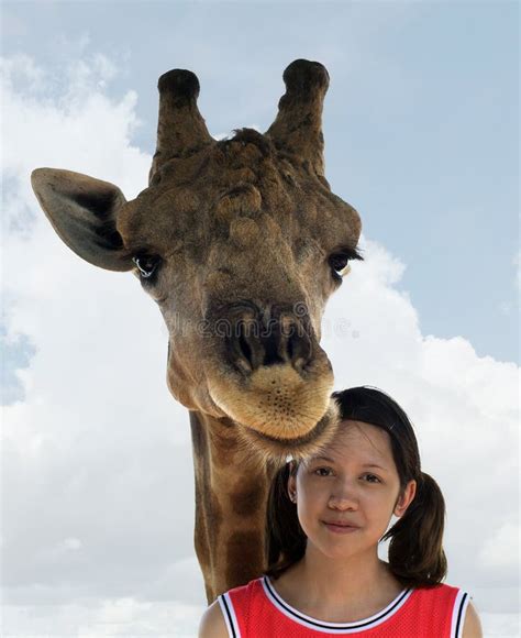Giraffe With Girl Stock Photo Image Of Neck Fauna Animal 33557110