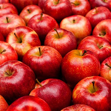 Fresh Apples At Best Price In Palghar Maharashtra Nirmayi Trade House