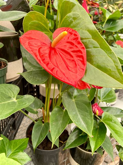 Red Anthurium House Plants
