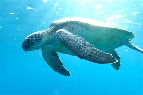 Turtle Ocean Sea Life Free Photo On Pixabay Pixabay