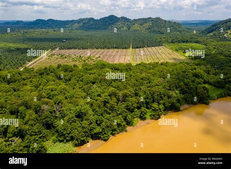 Aerial Drone View Of Large Scale Deforestation In The Rainforest Of
