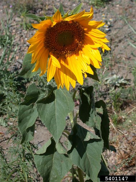 Common Sunflower Helianthus Annuus Asterales Asteraceae 5401147