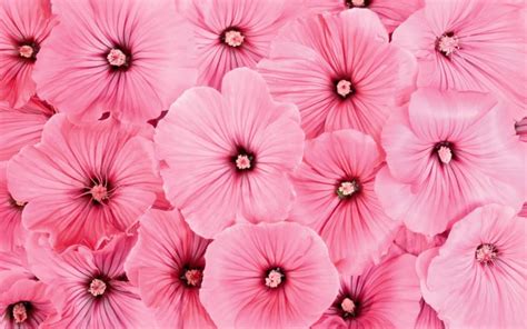 Free Download Pink Flower Wallpaper Desktop Hq Wallpapers 1680x1050
